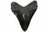 Fossil Megalodon Tooth - South Carolina #310034-1